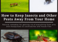how-to-keep-away-pest-out-of-your-house