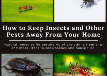 how-to-keep-away-pest-out-of-your-house