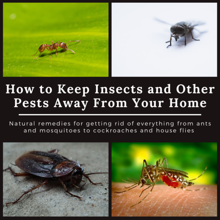 how-to-keep-away-pest-out-of-your-house