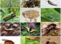 identifying-different-types-of-pests