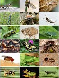 identifying-different-types-of-pests