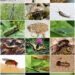 identifying-different-types-of-pests
